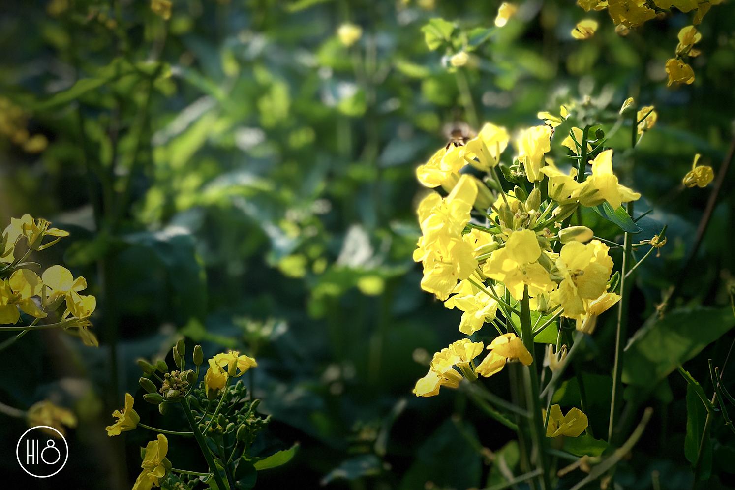 油菜花